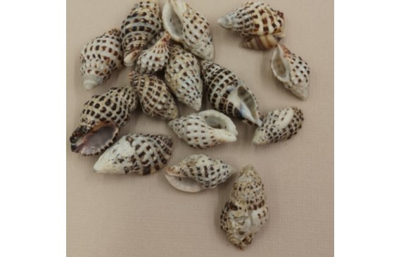 Caracola Moteada 23-30*15mm Caracola Moteada 23-30*15mm