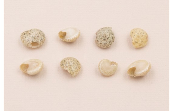 Ristra de 45cms de mini caracolas de 5-7mm