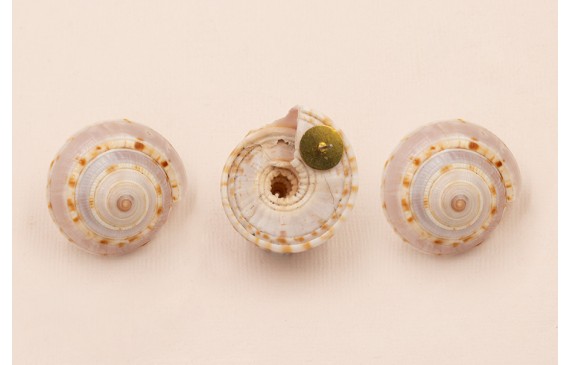 Pendiete Caracola 18*15mm