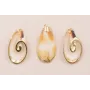 Caracola Blanca 36*23mm bordes dorados /Cuentas de  Nacar 
