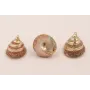 Caracola Piramidal  24*20mm bordes dorados /Cuentas de  Nacar 
