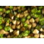 SIMIL SWAROVSKY SS22 OLIVINE.  ccc167-11