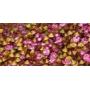 SIMIL SWAROVSKY SS9 AMATISTA.  CCC149-13