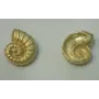 Pieza Caracola 19*16mm Oro Mate / Cuentas Metálicas de Latón / Zamak
