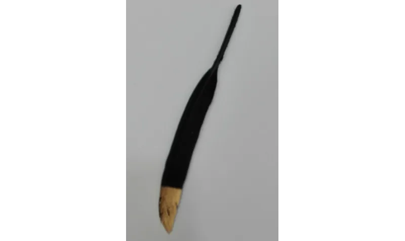 Pluma negra 130mm punta dorada / Cuentas y Plumas