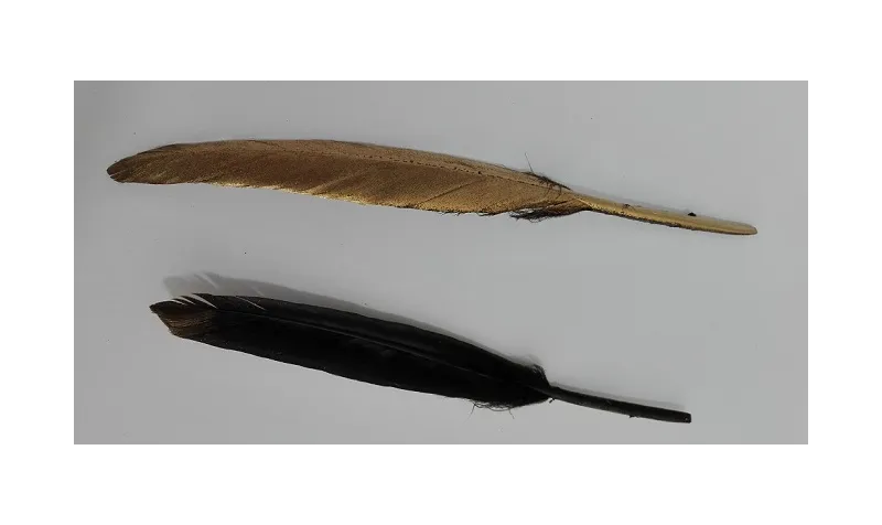 Pluma negra 130mm dorada por un lado / Cuentas y Plumas