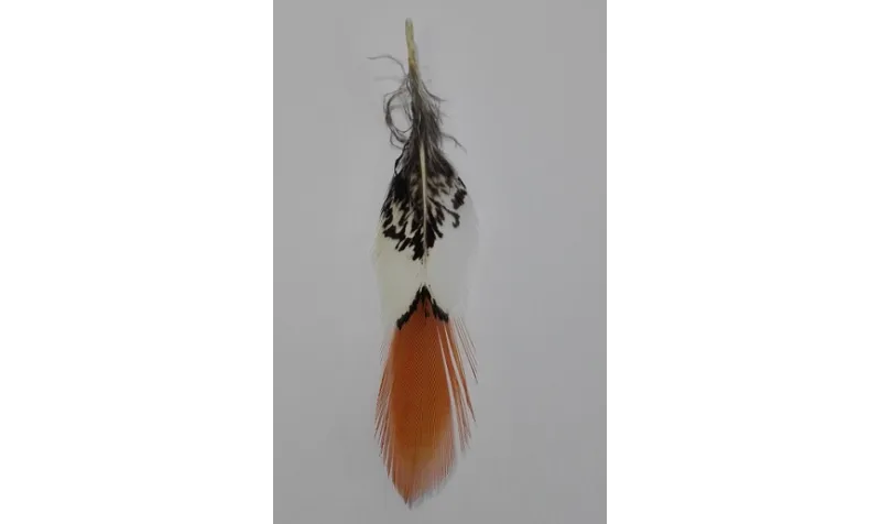 Pluma tigre cola naranja 100mm / Cuentas y Plumas