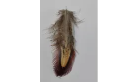 Pluma vetas marrones 60mm / Cuentas y Plumas