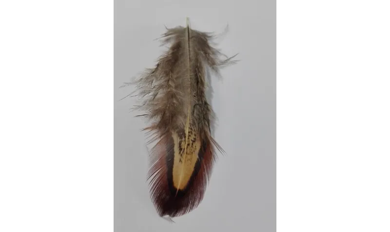 Pluma vetas marrones 60mm / Cuentas y Plumas