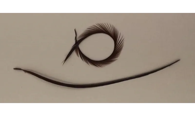 Pluma Rígida 170mm Longitud Marrón / Cuentas y Plumas