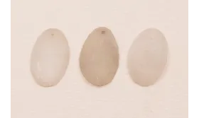 Ovalo 27*16mm Beige Mate rugoso / Cuentas y Lentejuelas