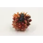 Anillo burruño de coralitos y hormiga negra.