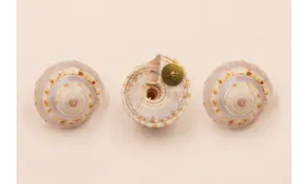 Pendiete Caracola 30mm / Base Pendientes